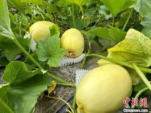 甘肃最新的瓜爆料,瓜果飘香，丰收喜讯传四方  第2张